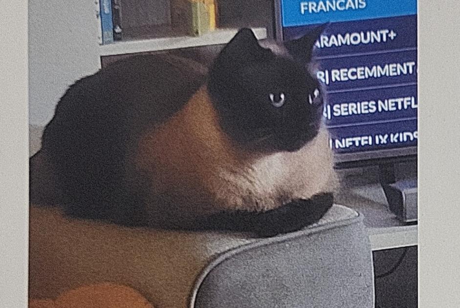 Disappearance alert Cat  Male , 4 years Drancy France