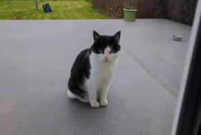 Discovery alert Cat Unknown Nivelles Belgium