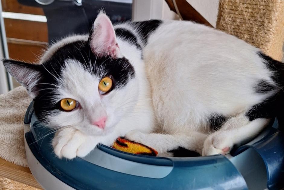 Alerta de Desaparición Gato Macho , 2 años Treytorrens (Payerne) Suiza