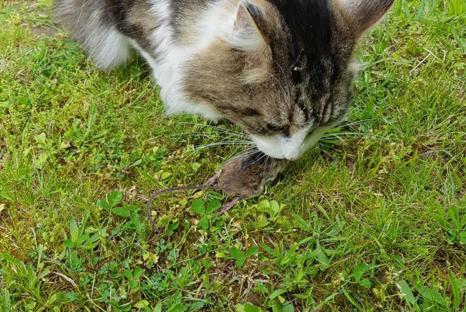 Alerta de Desaparición Gato  Macho , 11 años Orléans Francia