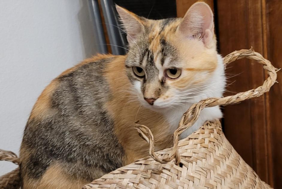 Alerta de Desaparición Gato  Hembra , 1 años Saverdun Francia