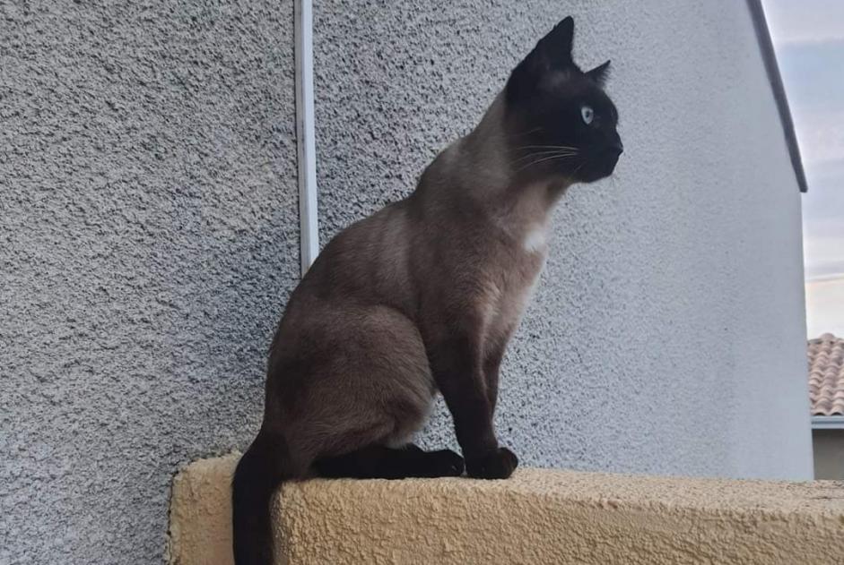 Alerta de Desaparición Gato  Macho , 5 años Perpignan Francia