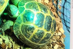 Alerta de Desaparición Tortuga Hembra , 2024 años Châtellerault Francia