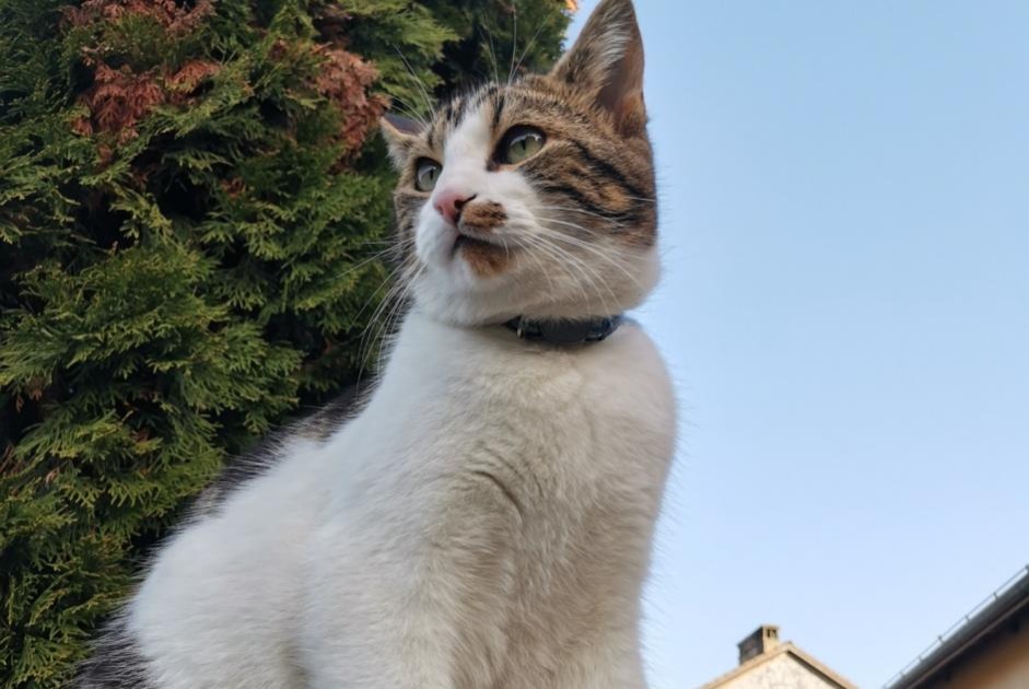 Alerta de Desaparición Gato Macho , 4 años La Rippe Suiza