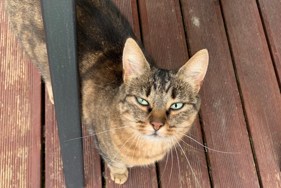 Alerta de Hallazgo Gato Hembra Ecublens Suiza