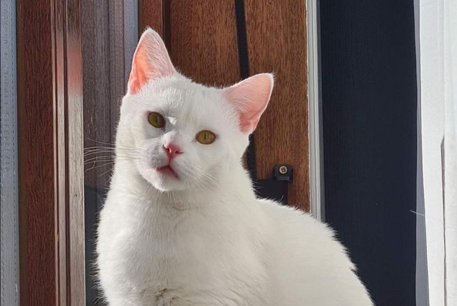 Alerta de Desaparición Gato Hembra , 2 años Hensies Bélgica