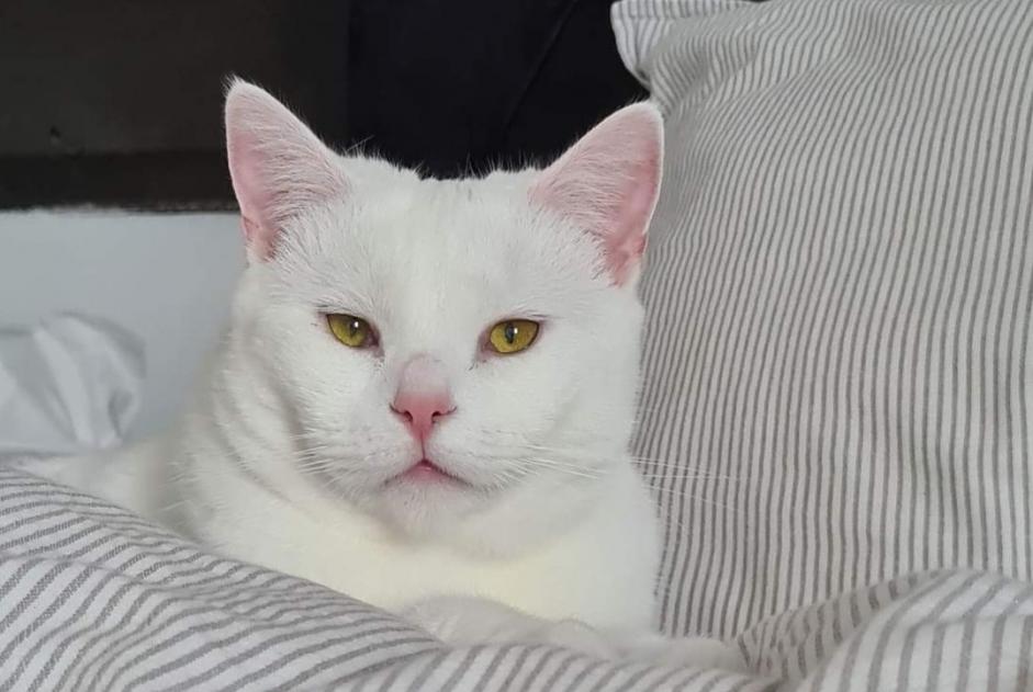 Alerta de Desaparición Gato Hembra , 2 años Hensies Bélgica