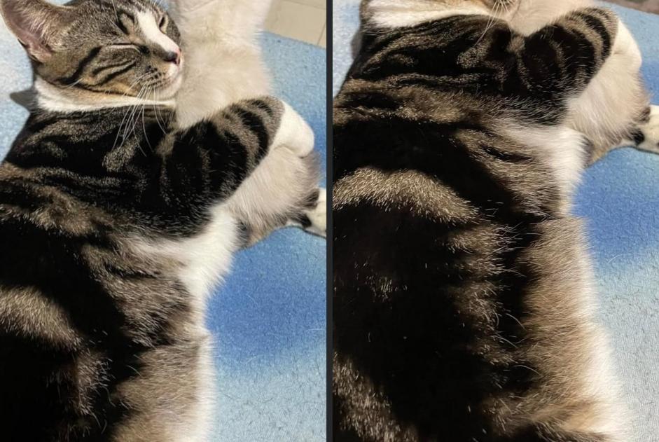 Alerta de Desaparición Gato  Macho , 2 años Anderlecht Bélgica