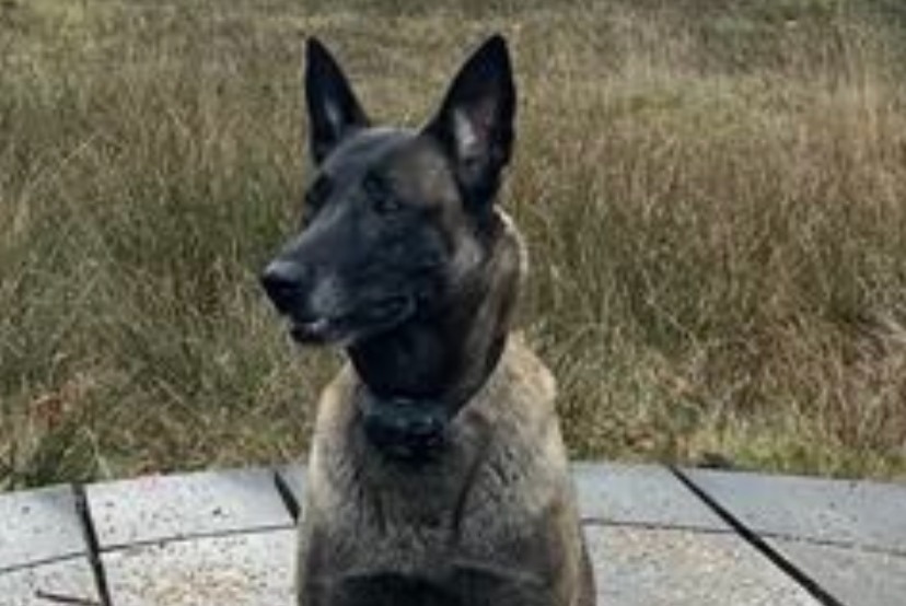 Alerta de Desaparición Perro  Hembra , 7 años Wavre Bélgica