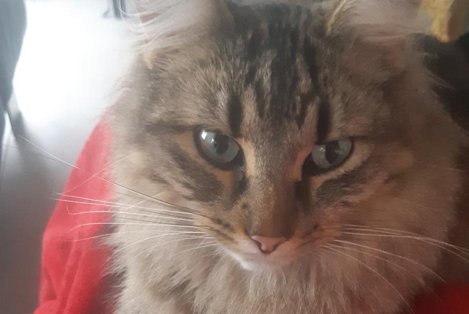 Alerta de Desaparición Gato cruce Macho , 3 años Theys Francia