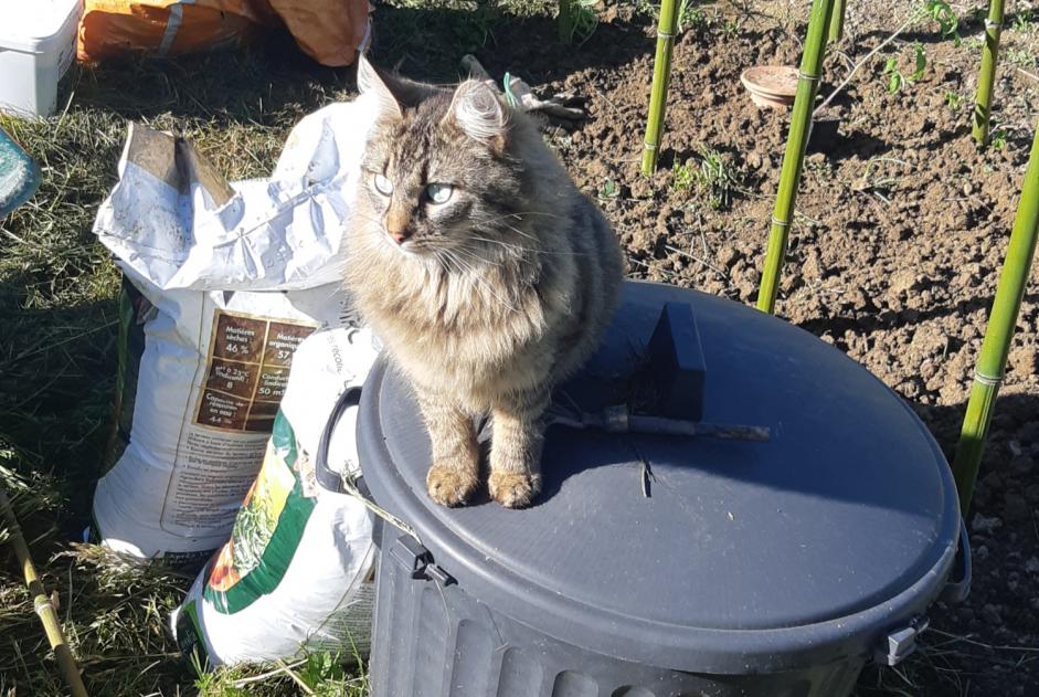 Alerta de Desaparición Gato cruce Macho , 3 años Theys Francia