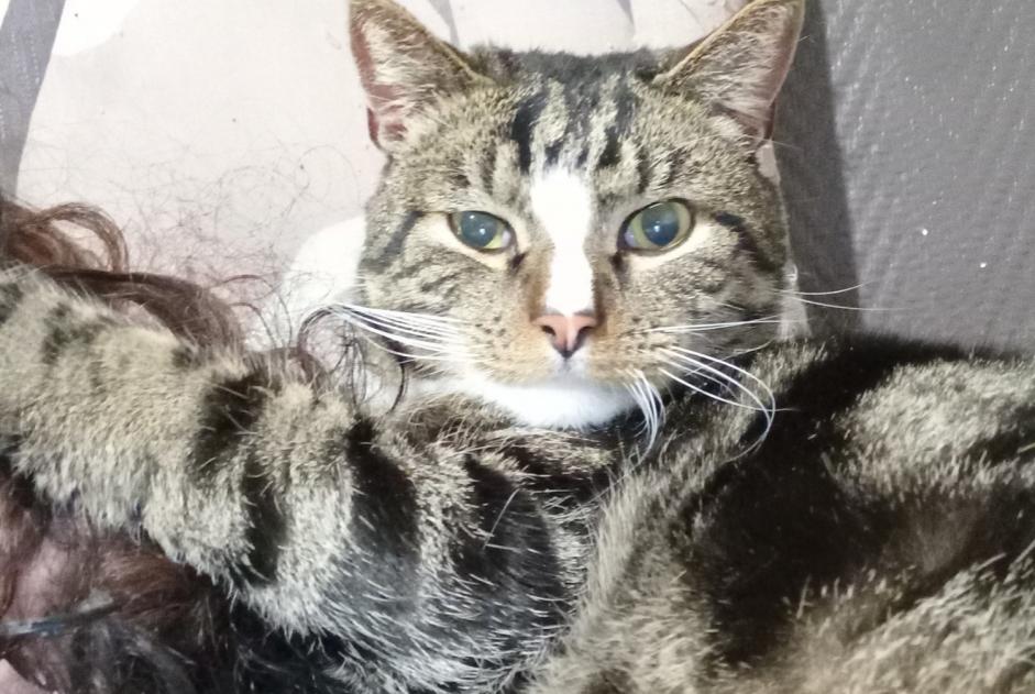 Alerta de Desaparición Gato cruce Macho , 5 años Fontaine-l'Évêque Bélgica