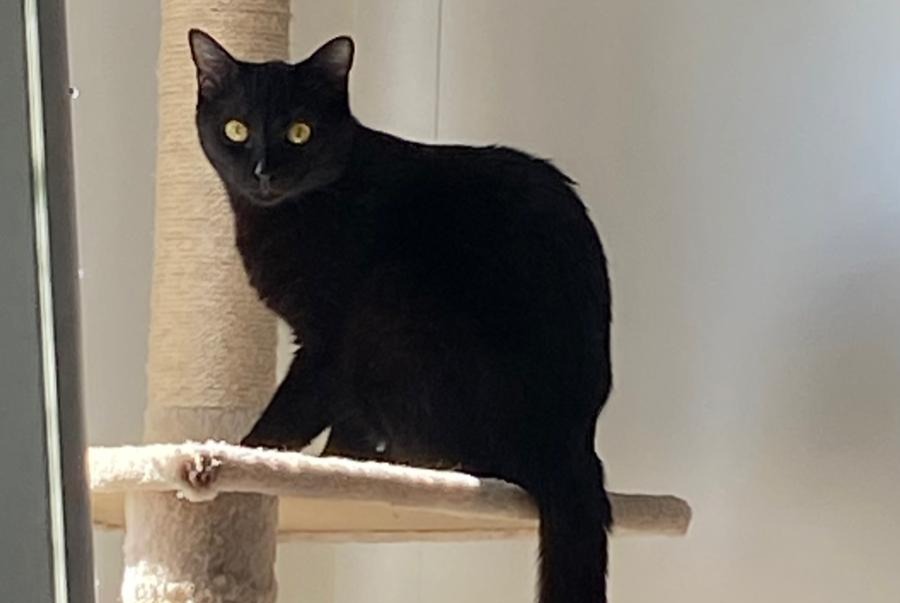 Alerta de Desaparición Gato Hembra , 1 años Cheseaux-sur-Lausanne Suiza