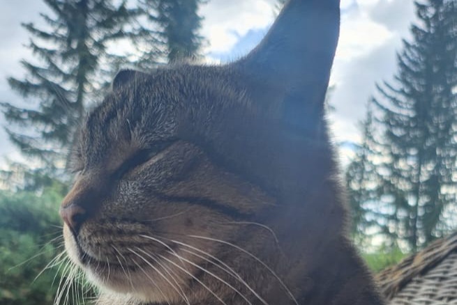 Alerta de Desaparición Gato Macho , 7 años Crans-Montana Suiza