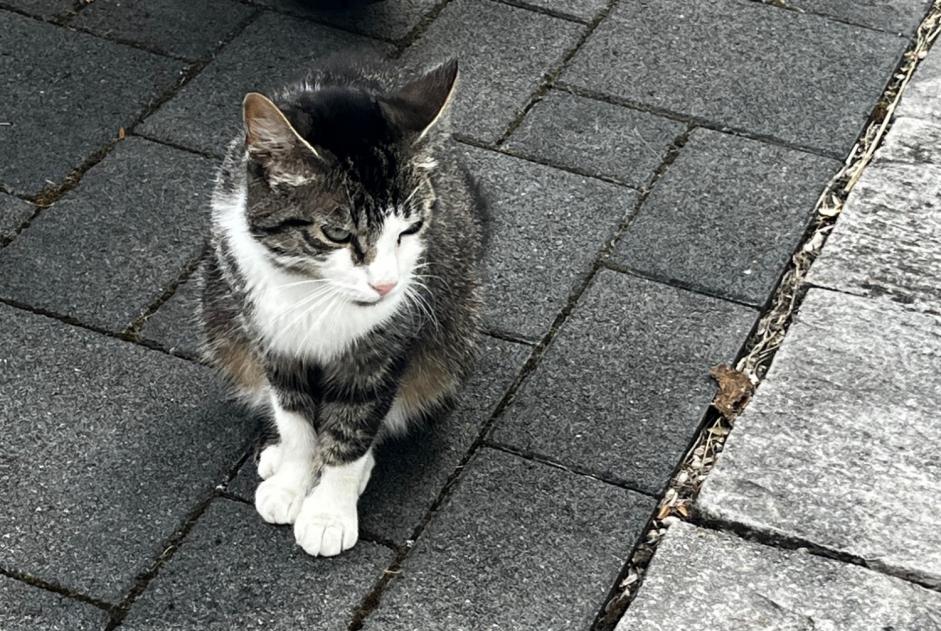 Alerta de Hallazgo Gato Hembra Vully-les-Lacs Suiza