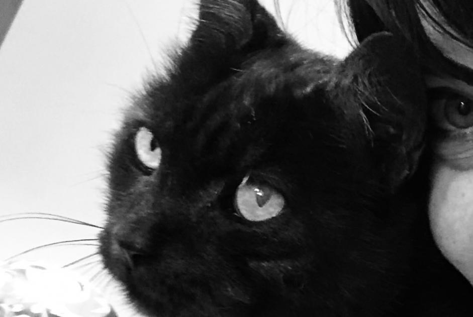 Alerta de Desaparición Gato Hembra , 13 años Mons Bélgica