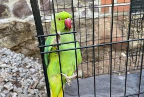 Alerta de Hallazgo Pájaro Desconocido Thuin Bélgica