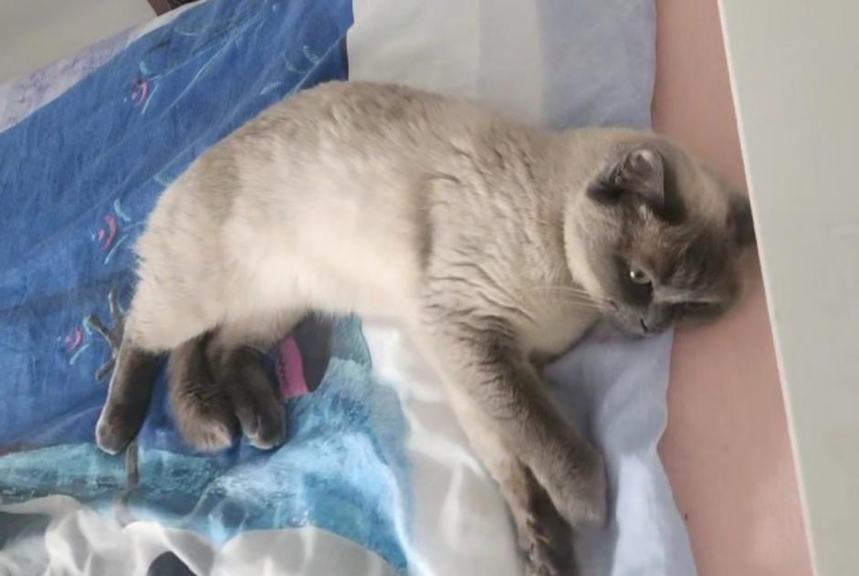 Alerta de Desaparición Gato  Hembra , 3 años Schaerbeek Bélgica