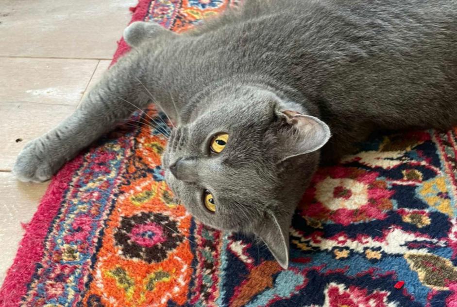 Alerta de Hallazgo Gato  Hembra , 2 años Bruxelles Bélgica