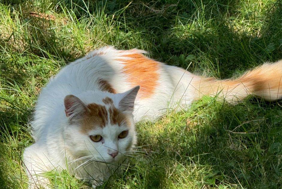 Alerta de Hallazgo Gato  Hembra Lancy Suiza