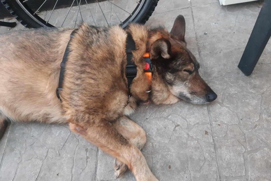 Alerta de Desaparición Perro cruce Hembra , 3 años Arendonk Bélgica