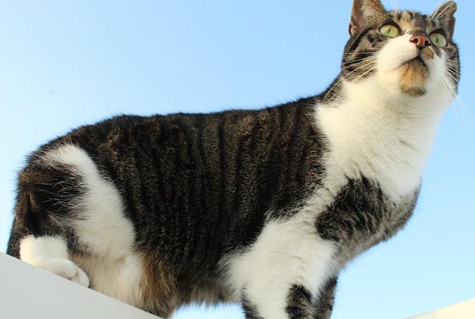 Alerta de Desaparición Gato  Macho , 4 años Braine-le-Comte Bélgica