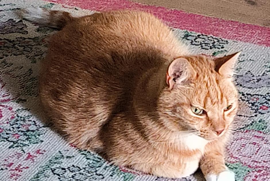 Alerta de Desaparición Gato Hembra , 7 años Uccle Bélgica