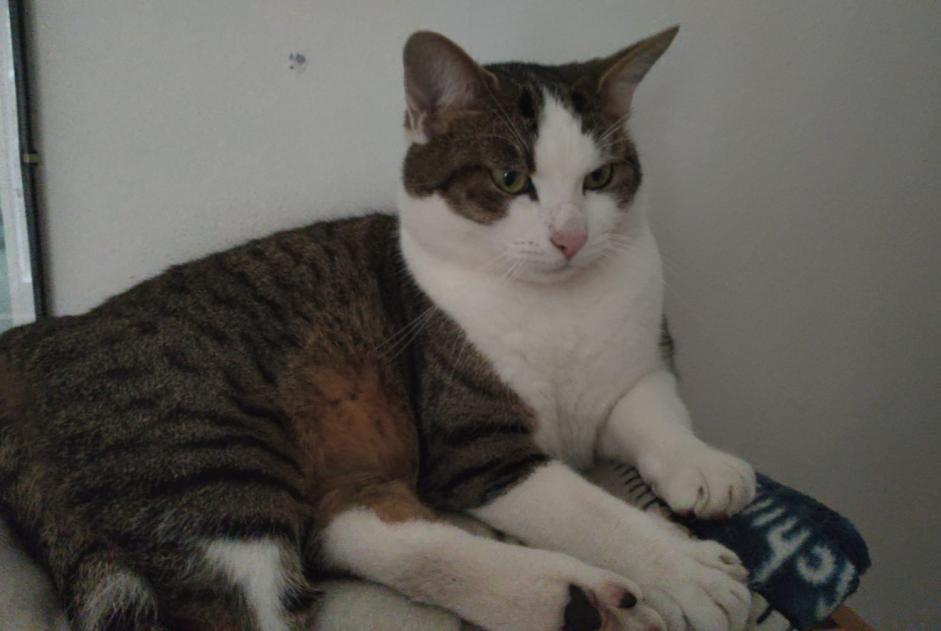 Alerta de Desaparición Gato cruce Macho , 7 años Bern Suiza