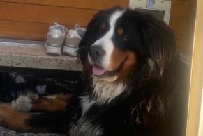 Alerta de Desaparición Perro  Macho , 6 años Crans-Montana Suiza