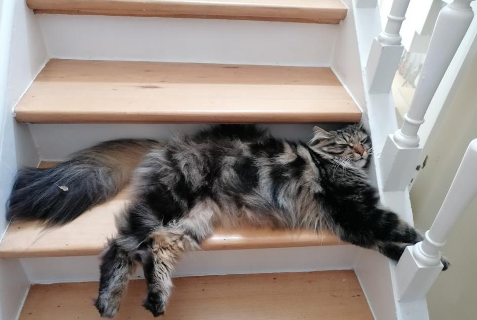 Alerta de Desaparición Gato  Macho , 2 años Uccle Bélgica