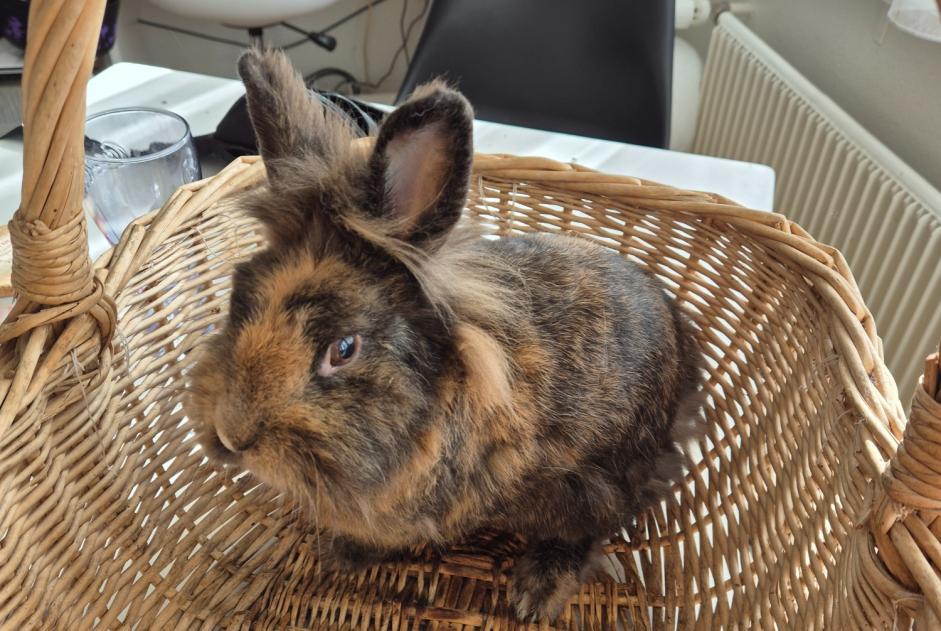 Alerta de Hallazgo Conejo Desconocido Val-de-Ruz Suiza