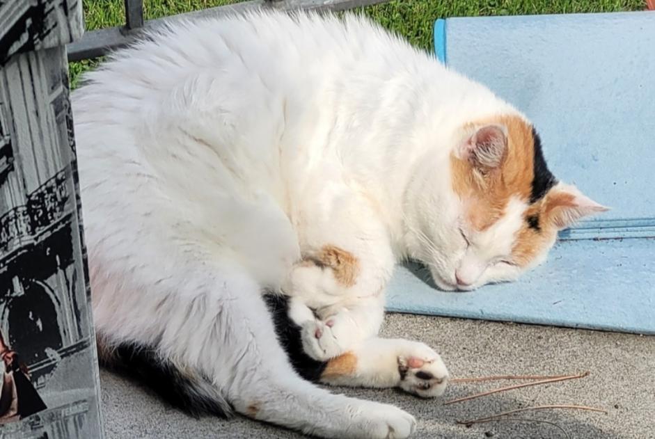 Alerta de Desaparición Gato Hembra , 10 años Val Terbi Suiza