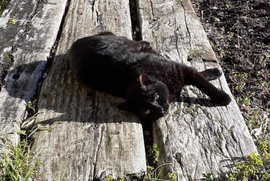 Alerta de Desaparición Gato  Macho , 13 años Puylaroque Francia