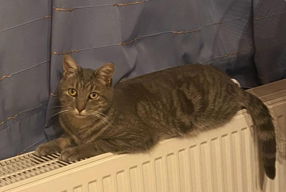 Alerta de Desaparición Gato Macho , 3 años Binche Bélgica