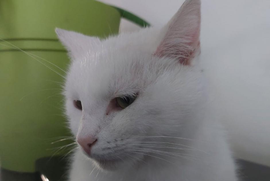 Alerta de Desaparición Gato Macho , 3 años Oerle Bélgica