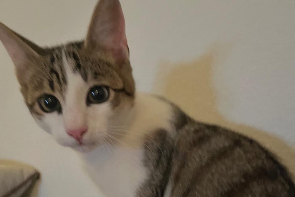 Alerta de Hallazgo Gato Desconocido , Entre 7 y 9 meses Echichens Suiza