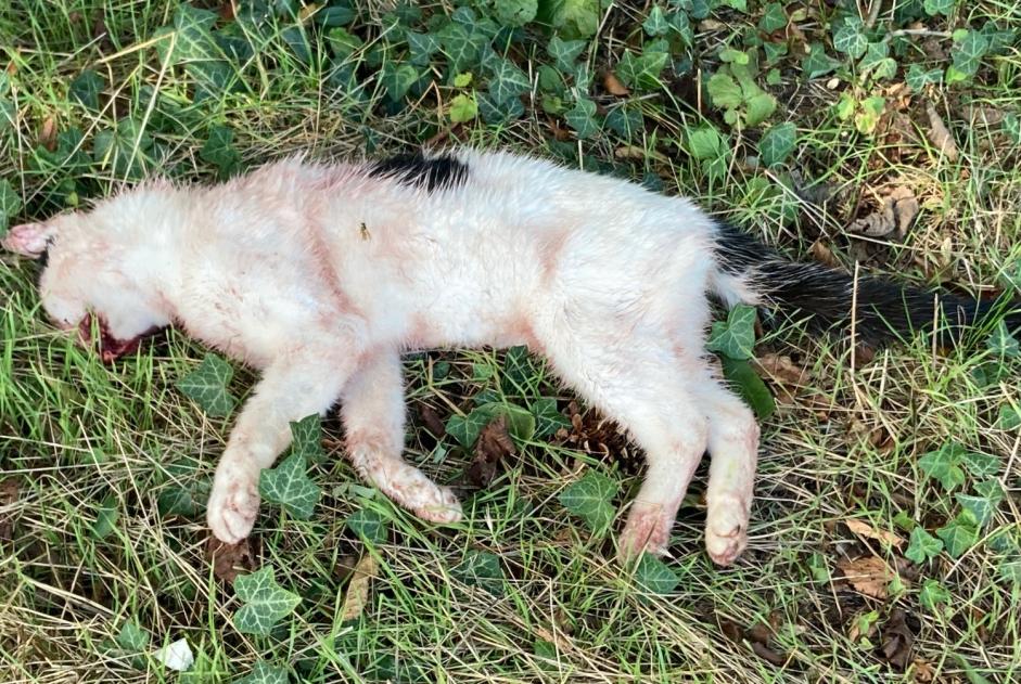 Alerta de Hallazgo Gato Desconocido Vernier Suiza