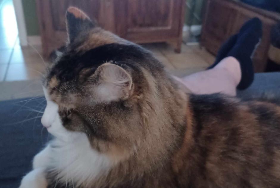 Alerta de Desaparición Gato cruce Hembra , 8 años Ans Bélgica