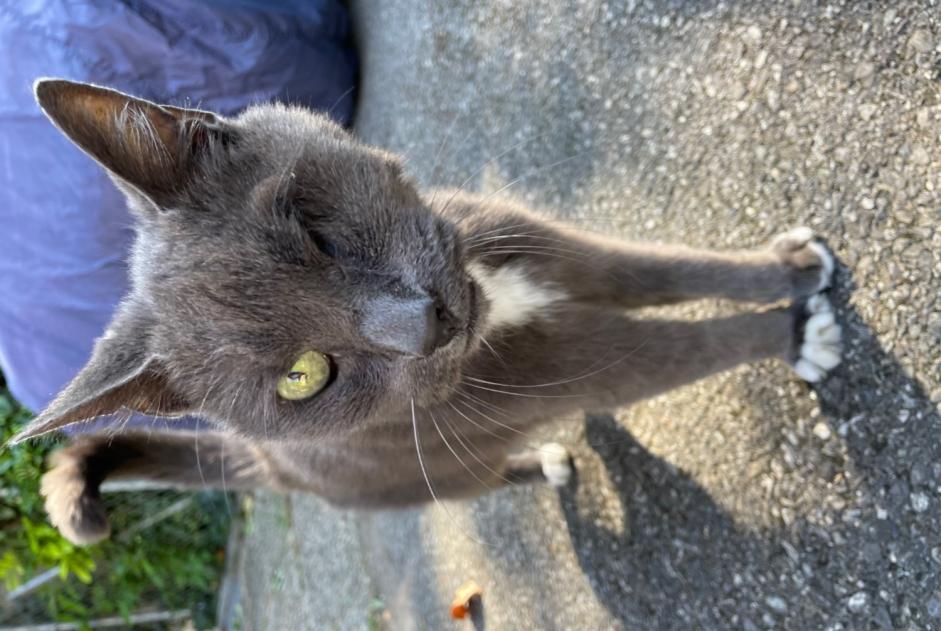 Alerta de Hallazgo Gato Desconocido Bellevue Suiza