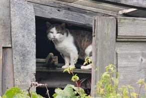 Alerta de Hallazgo Gato cruce Desconocido , 3 años Martigny Suiza