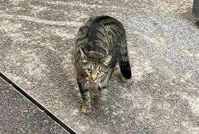 Alerta de Hallazgo Gato cruce Desconocido Martigny Suiza