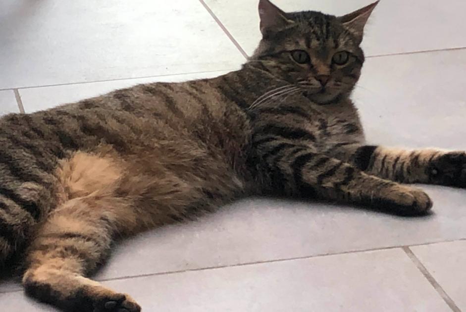 Alerta de Desaparición Gato  Macho , 3 años Mouscron Bélgica