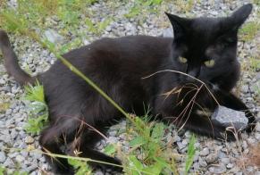 Alerta de Desaparición Gato Hembra , 7 años Wavre Bélgica