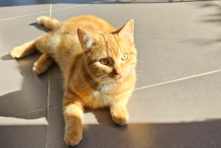 Alerta de Desaparición Gato Macho , 1 años Braives Bélgica