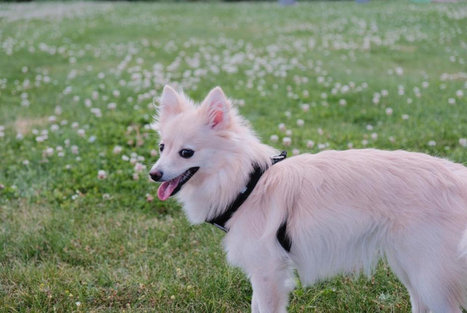 Alerta de Desaparición Perro  Hembra , 1 años Leuze-en-Hainaut Bélgica