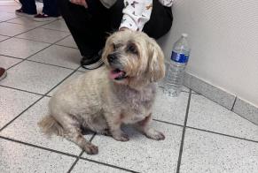 Alerta de Hallazgo Perro cruce Hembra Ans Bélgica