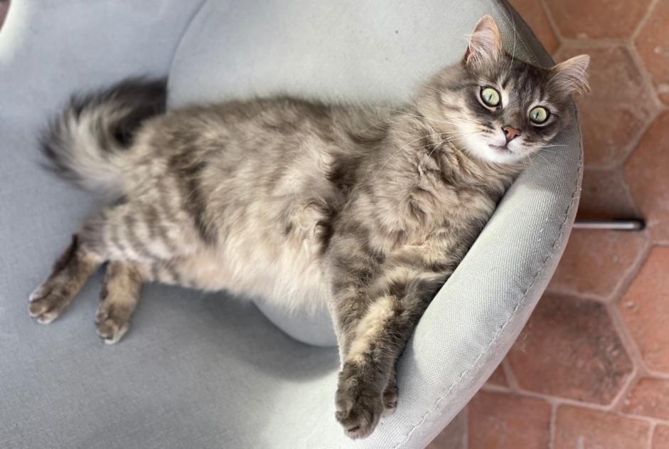 Alerta de Desaparición Gato Macho , 4 años Clermont-Ferrand Francia