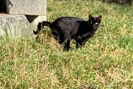 Alerta de Hallazgo Gato Desconocido Bulle Suiza