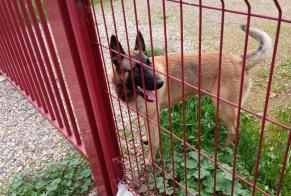 Alerta de Hallazgo Perro  Macho Montredon-des-Corbières Francia