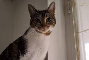 Alerta de Desaparición Gato cruce Hembra , 3 años Woluwe-Saint-Pierre Bélgica